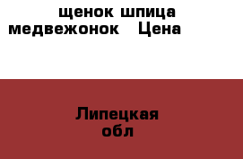  щенок шпица медвежонок › Цена ­ 10 000 - Липецкая обл., Липецк г. Животные и растения » Собаки   . Липецкая обл.